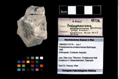 Foto (Objekt + Etikett) von Protosphaeroma ernstbrunnense (Bachmayer, 1949)  (NHMW-GEO-1990-0041-10176)